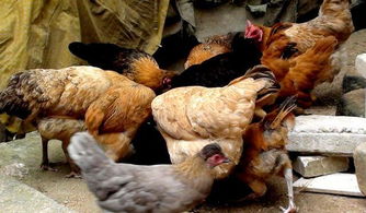 養殖真的不賺錢嗎？恐怕這有內幕 揭秘畜牧漁業飼料中的利潤真相